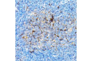 Immunohistochemistry of paraffin-embedded mouse spleen using SI antibody (ABIN3016131, ABIN3016132, ABIN3016133 and ABIN6219568) at dilution of 1:100 (40x lens).