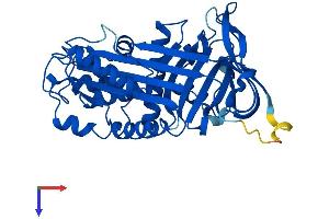 AlphaFold protein structure predicition of Mouse Recombinant Serpinb5 Protein, UniprotID P70124