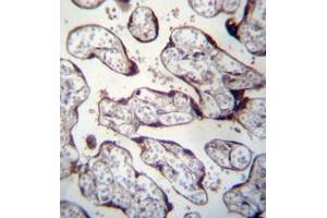 Immunohistochemistry analysis in formalin fixed and paraffin embedded human placenta tissue reacted with LOXL3 Antibody (C-term) followed by peroxidase conjugation of the secondary antibody and DAB staining.