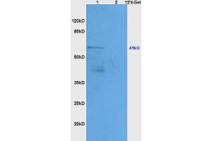 Lane 1: mouse heart lysates Lane 2: mouse kidney lysates probed with Anti APOA4 Polyclonal Antibody, Unconjugated (ABIN749153) at 1:200 in 4 °C.