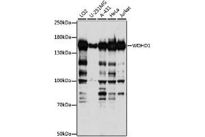Western blot analysis of extracts of various cell lines, using WDHD1 antibody. (WDHD1 anticorps)