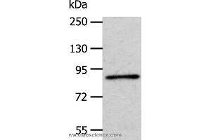 Western blot analysis of A172 cell, using APPL1 Polyclonal Antibody at dilution of 1:600