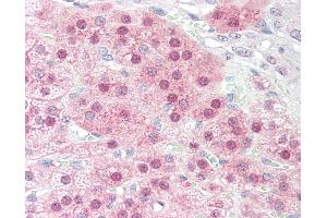 Anti-STOX1 antibody IHC staining of human adrenal. (STOX1 anticorps  (C-Term))