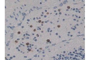 Figure. (Netrin 4 anticorps  (AA 349-592))