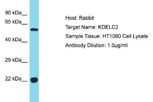 Host: Rabbit Target Name: KDELC2 Sample Type: HT1080 Whole Cell lysates Antibody Dilution: 1.