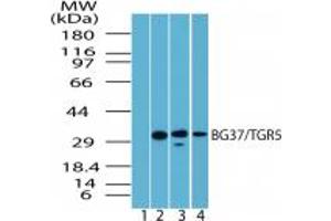 BG37 Western Blot. (GPBAR1 anticorps  (C-Term))