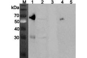 Western blot analysis using anti-ANGPTL3 (mouse), pAb  at 1:2'000 dilution.