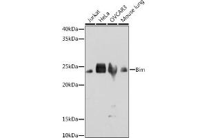 Western blot analysis of extracts of various cell lines, using Bim antibody (ABIN7265862) at 1:1000 dilution. (BIM anticorps)