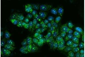 IF analysis of TBX4 using anti-TBX4 antibody (ABIN7602998).