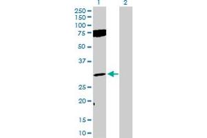 Western Blot analysis of FGF12 expression in transfected 293T cell line by FGF12 MaxPab polyclonal antibody. (FGF12 anticorps  (AA 1-243))