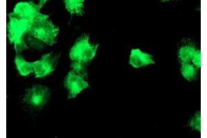 Immunofluorescence (IF) image for anti-Diacylglycerol Kinase, alpha 80kDa (DGKA) antibody (ABIN1497818) (DGKA anticorps)