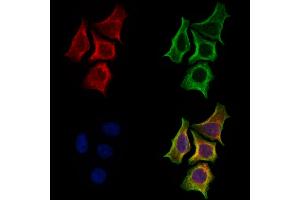 ABIN7094805 and ABIN7098856 staining Hela cells by IF/ICC. (MCT3 anticorps  (C-Term))
