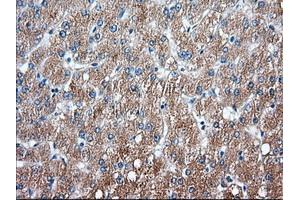 Image no. 3 for anti-Sorting Nexin 9 (SNX9) antibody (ABIN1501048)