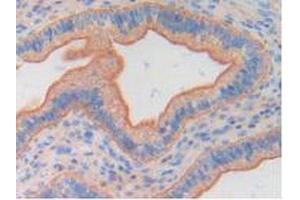 Figure. (FGF6 anticorps  (AA 39-208))