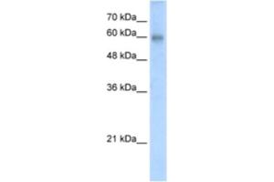 Western Blotting (WB) image for anti-REST Corepressor 2 (Rcor2) antibody (ABIN2461019) (Rcor2 anticorps)