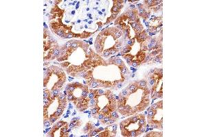 Immunohistochemical analysis of raffin-embedded M.
