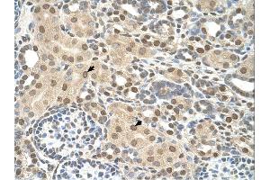 TMEM30A antibody was used for immunohistochemistry at a concentration of 4-8 ug/ml. (TMEM30A anticorps  (N-Term))