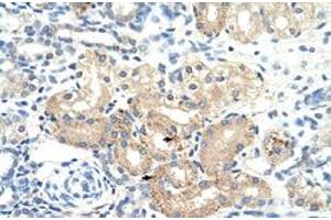Immunohistochemical staining (Formalin-fixed paraffin-embedded sections) of human kidney with DLAT polyclonal antibody  at 4-8 ug/mL working concentration. (DLAT anticorps  (N-Term))