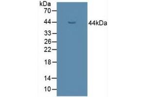Figure. (UGCG anticorps  (AA 39-171))