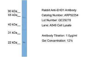 WB Suggested Anti-EHD1  Antibody Titration: 0. (EHD1 anticorps  (Middle Region))