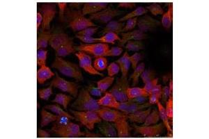 Image no. 3 for anti-Cyclin-Dependent Kinase 1 (CDK1) (Tyr15) antibody (ABIN197482) (CDK1 anticorps  (Tyr15))
