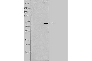 Western blot analysis of extracts from HepG2 using FST antibody. (Follistatin anticorps  (Internal Region))
