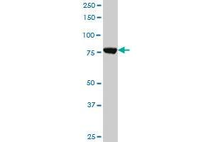 CPSF3 monoclonal antibody (M06), clone 1H8.