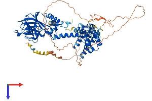 AlphaFold protein structure predicition of Mouse Recombinant Ranbp9 Protein, UniprotID P69566