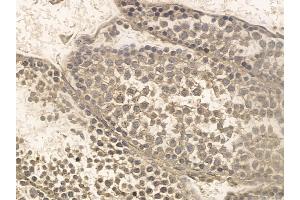 SCNM1 Mouse Monoclonal Antibody at 1/100 staining mouse testis tissue by IHC-P.