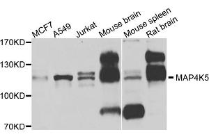 Western blot analysis of extracts of various cell lines, using MAP4K5 antibody (ABIN5975235) at 1/1000 dilution.