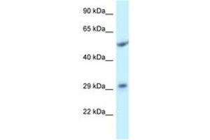 Image no. 1 for anti-Integral Membrane Protein 2C (ITM2C) (AA 101-150) antibody (ABIN6747730) (ITM2C anticorps  (AA 101-150))
