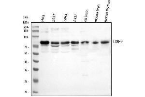 Western blot analysis of LMF2 using anti-LMF2 antibody (ABIN7599971).