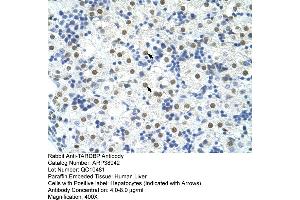 Human Liver (TARDBP anticorps  (C-Term))