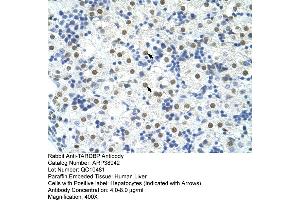 Human Liver (TARDBP anticorps  (C-Term))