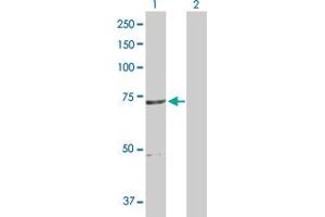 Western Blot analysis of PLK1 expression in transfected 293T cell line by PLK1 MaxPab polyclonal antibody.