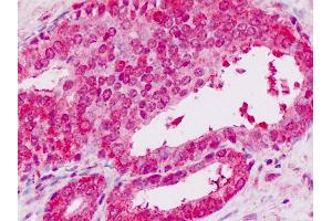 Anti-STAT2 antibody IHC staining of human prostate.