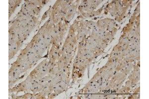 Image no. 2 for anti-Pantothenate Kinase 4 (PANK4) (AA 673-773) antibody (ABIN599572) (PANK4 anticorps  (AA 673-773))