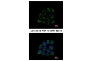 ICC/IF Image Immunofluorescence analysis of methanol-fixed A431, using LETM1, antibody at 1:200 dilution. (LETM1 anticorps  (C-Term))
