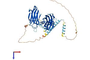 AlphaFold protein structure predicition of Mouse Recombinant Syt2 Protein, UniprotID P46097