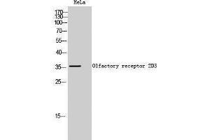 Western Blotting (WB) image for anti-Olfactory Receptor, Family 2, Subfamily D, Member 3 (OR2D3) (C-Term) antibody (ABIN3186058) (OR2D3 anticorps  (C-Term))