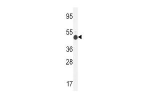 GCNT2 Antibody (C-term) (ABIN654173 and ABIN2850475) western blot analysis in mouse kidney tissue lysates (35 μg/lane).