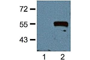 1:1000 (1 ug/ml) antibody dilution probed against HEK 293 cells transfected with Myc-tagged protein vector; unstransfected (1) and transfected (2). (Myc Tag anticorps)