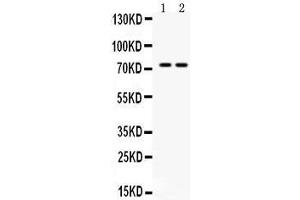 Western blot analysis of ZBTB7A expression in mouse kidney extract (lane 1) and NIH3T3 whole cell lysates (lane 2). (ZBTB7A anticorps  (N-Term))