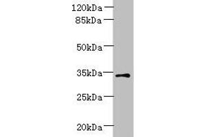Western blot All lanes: ZDHHC3 antibody at 1. (ZDHHC3 anticorps  (AA 94-171))