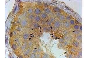 ABIN190916 (4µg/ml) staining of paraffin embedded Human Testis. (PIWIL1 anticorps  (Internal Region))