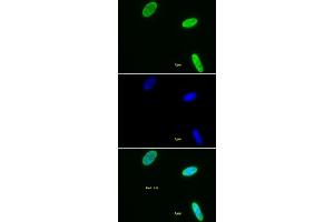 Histone H3 dimethyl Lys9 antibody tested by immunofluorescence. (Histone 3 anticorps  (H3K9me2))
