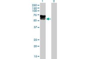Western Blot analysis of C3orf39 expression in transfected 293T cell line by C3orf39 MaxPab polyclonal antibody. (C3orf39 anticorps  (AA 1-580))