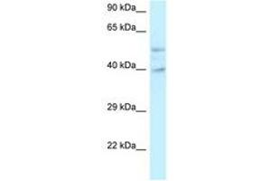 Image no. 1 for anti-Glutamate Receptor, Ionotropic, N-Methyl D-Aspartate-Like 1A (GRINL1A) (C-Term) antibody (ABIN6747700) (POLR2M anticorps  (C-Term))