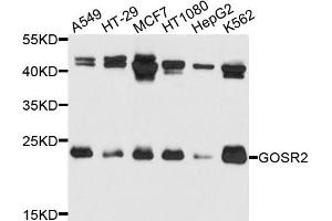 Western blot analysis of extracts of various cells, using GOSR2 antibody. (GOSR2 anticorps)
