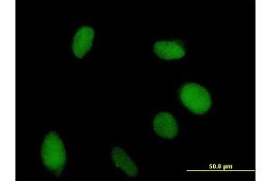 Immunofluorescence of purified MaxPab antibody to VGLL1 on HeLa cell. (VGLL1 anticorps  (AA 1-258))